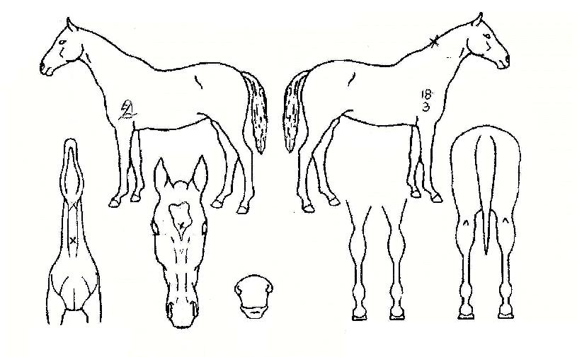 Ǫ¸¥½Ã´ëÀÇ Ãø¸é,¿ì¸é,µÞ¸é,µÎ»ó,´Ù¸®ÀÇ Æ¯Â¡µµÇØ