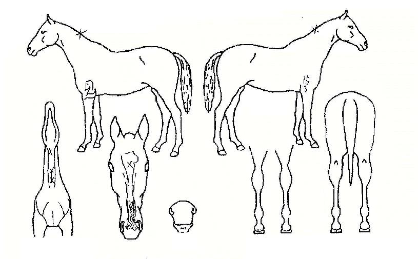 ½ºÅäÆÛÀÇ Ãø¸é,¿ì¸é,µÞ¸é,µÎ»ó,´Ù¸®ÀÇ Æ¯Â¡µµÇØ