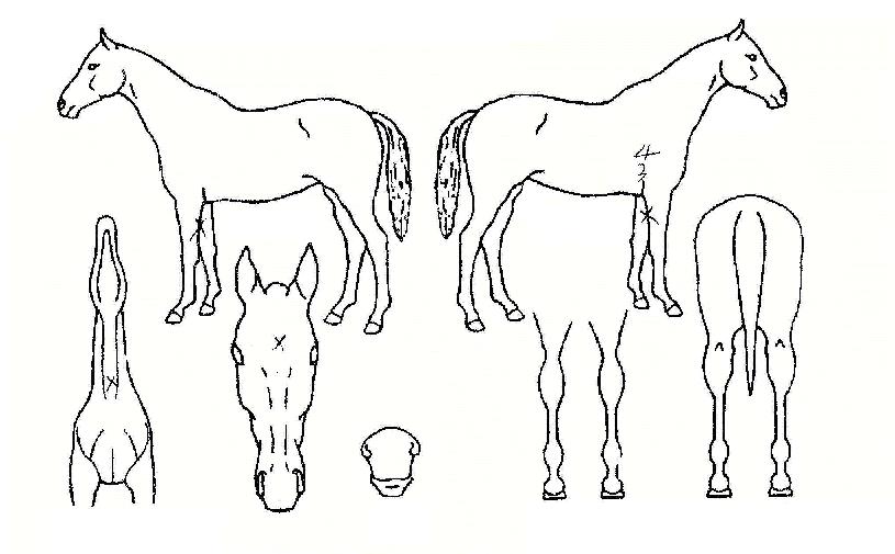 ��������� ����,���,�޸�,�λ�,�ٸ��� Ư¡����