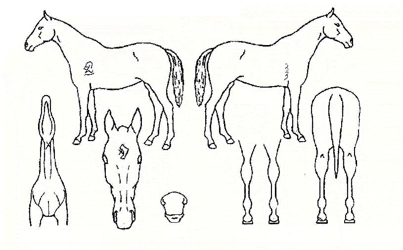 �׸����� ����,���,�޸�,�λ�,�ٸ��� Ư¡����