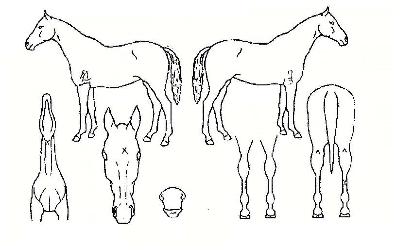 ����� ����,���,�޸�,�λ�,�ٸ��� Ư¡����