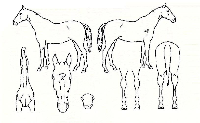 ž����Ʈ�� ����,���,�޸�,�λ�,�ٸ��� Ư¡����