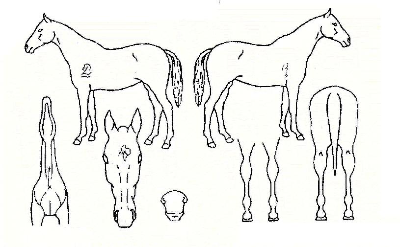 �ὺ�ڸ��� ����,���,�޸�,�λ�,�ٸ��� Ư¡����