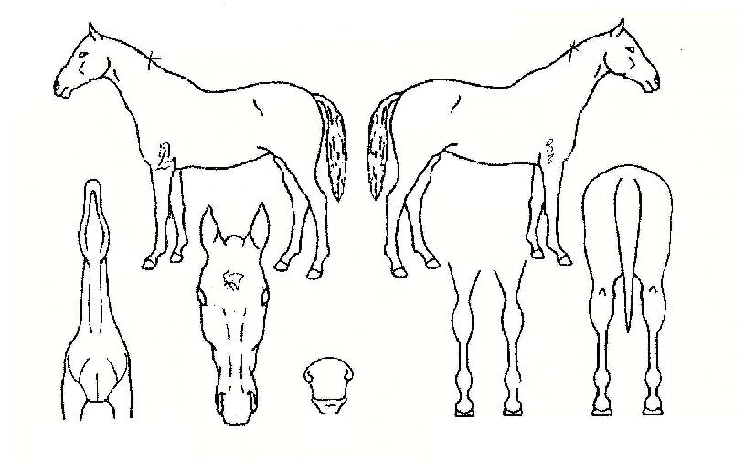 ¿ùµåºñÀüÀÇ Ãø¸é,¿ì¸é,µÞ¸é,µÎ»ó,´Ù¸®ÀÇ Æ¯Â¡µµÇØ