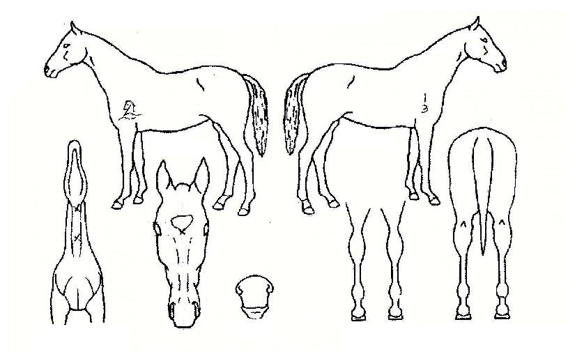 ±×·£µð¿À½ºÀÇ Ãø¸é,¿ì¸é,µÞ¸é,µÎ»ó,´Ù¸®ÀÇ Æ¯Â¡µµÇØ