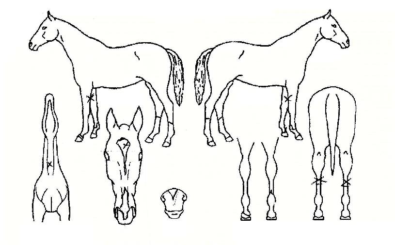 õ������ ����,���,�޸�,�λ�,�ٸ��� Ư¡����