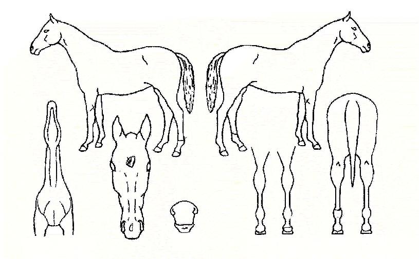 Ÿ�����¾��� ����,���,�޸�,�λ�,�ٸ��� Ư¡����