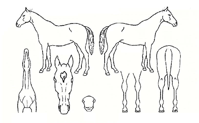 ��Ʈĳġ�� ����,���,�޸�,�λ�,�ٸ��� Ư¡����