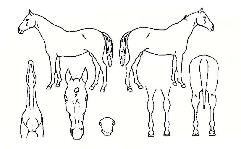 ���������� ����,���,�޸�,�λ�,�ٸ��� Ư¡����