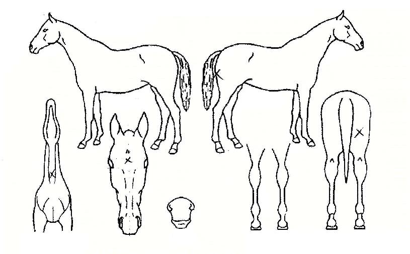 ±â´ëºÎÀÀÀÇ Ãø¸é,¿ì¸é,µÞ¸é,µÎ»ó,´Ù¸®ÀÇ Æ¯Â¡µµÇØ