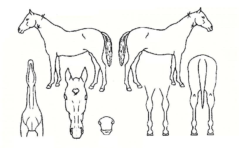 ���ڸ����̾Ƹ���ڸ��� ����,���,�޸�,�λ�,�ٸ��� Ư¡����