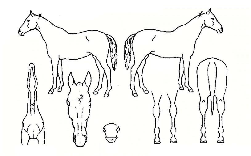 �н��帲�� ����,���,�޸�,�λ�,�ٸ��� Ư¡����