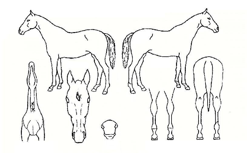 õ������� ����,���,�޸�,�λ�,�ٸ��� Ư¡����