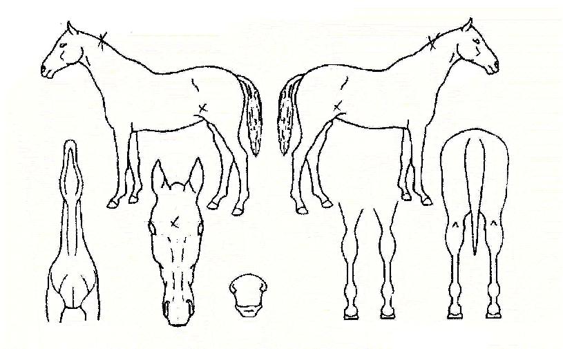 ³²µµÁøÁÖÀÇ Ãø¸é,¿ì¸é,µÞ¸é,µÎ»ó,´Ù¸®ÀÇ Æ¯Â¡µµÇØ