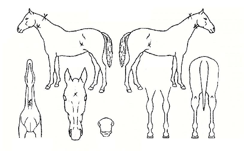 �긮������� ����,���,�޸�,�λ�,�ٸ��� Ư¡����