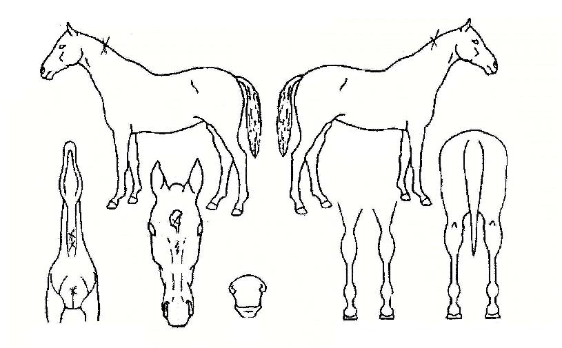 ������ ����,���,�޸�,�λ�,�ٸ��� Ư¡����