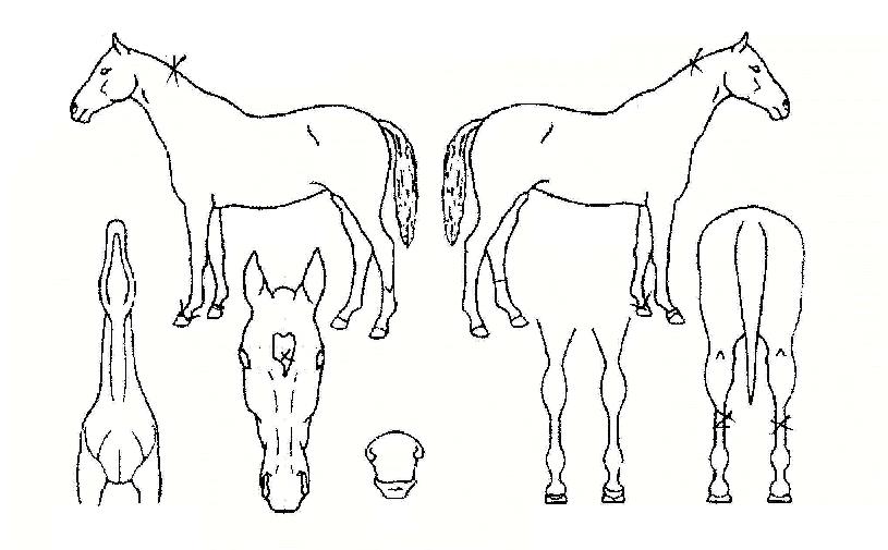 ¹Ì·¯Å¬¼´ÏÀÇ Ãø¸é,¿ì¸é,µÞ¸é,µÎ»ó,´Ù¸®ÀÇ Æ¯Â¡µµÇØ