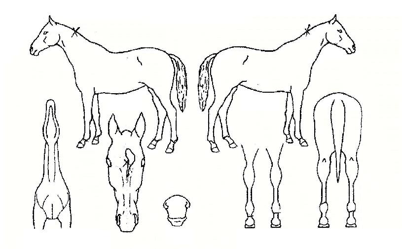 ���׽�ų�� ����,���,�޸�,�λ�,�ٸ��� Ư¡����