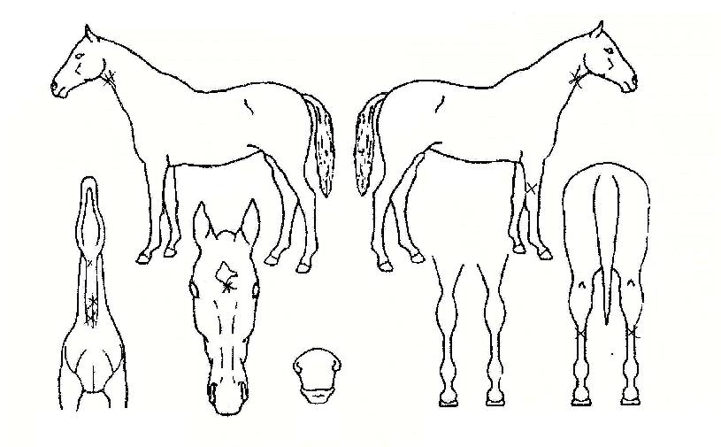 ���������� ����,���,�޸�,�λ�,�ٸ��� Ư¡����