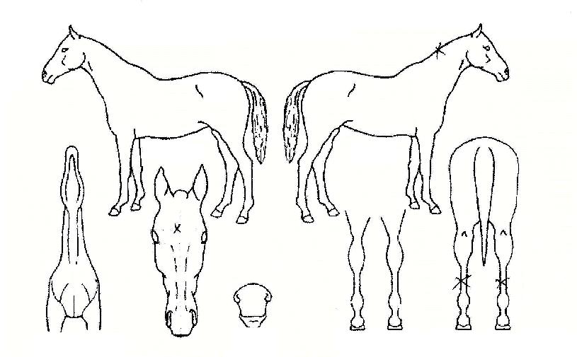 �������ڸ��� ����,���,�޸�,�λ�,�ٸ��� Ư¡����