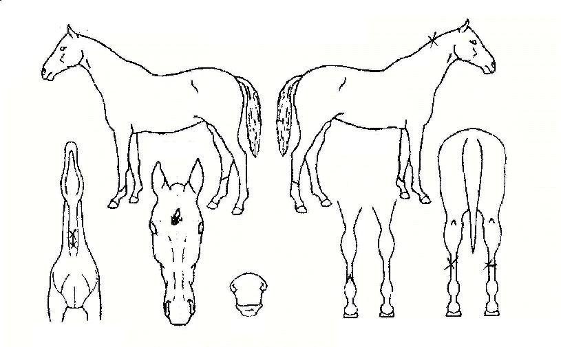 ���ε��� ����,���,�޸�,�λ�,�ٸ��� Ư¡����