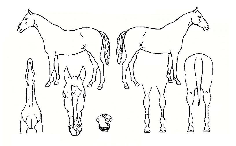 ����ȣũ�� ����,���,�޸�,�λ�,�ٸ��� Ư¡����