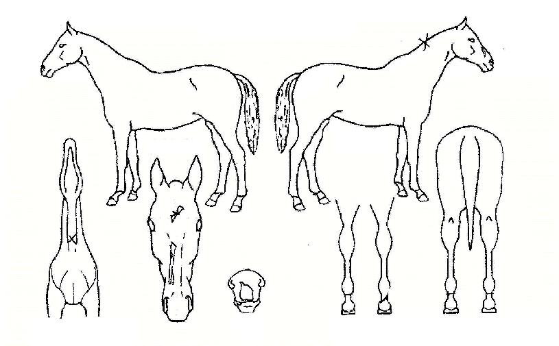 �ַο찡���� ����,���,�޸�,�λ�,�ٸ��� Ư¡����