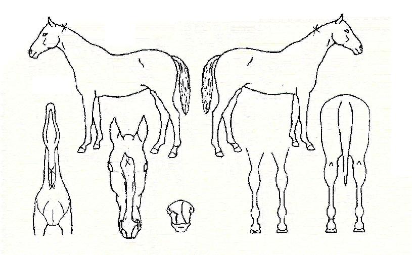 ���ȸ��� ����,���,�޸�,�λ�,�ٸ��� Ư¡����