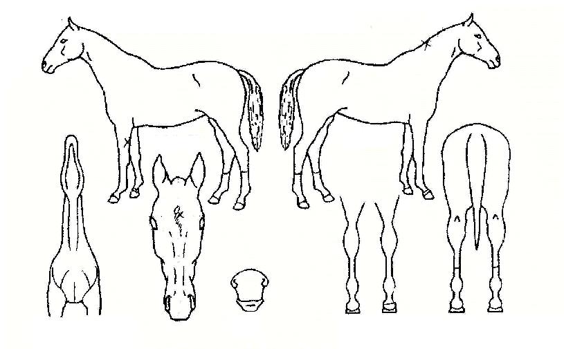 ū������ ����,���,�޸�,�λ�,�ٸ��� Ư¡����