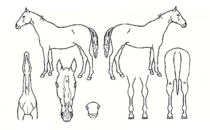 ¿ù°îÀÚ¶ûÀÇ Ãø¸é,¿ì¸é,µÞ¸é,µÎ»ó,´Ù¸®ÀÇ Æ¯Â¡µµÇØ