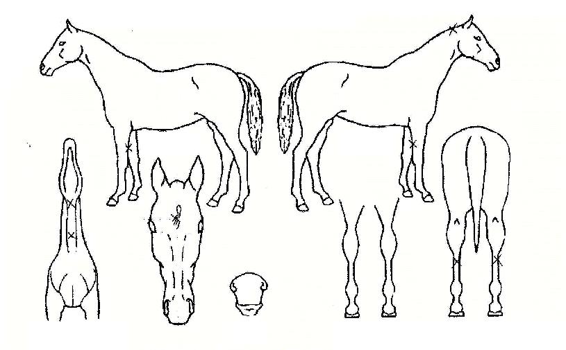 ¿ù°î¸¸¼¼ÀÇ Ãø¸é,¿ì¸é,µÞ¸é,µÎ»ó,´Ù¸®ÀÇ Æ¯Â¡µµÇØ