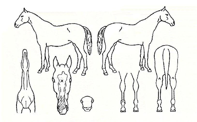 ºû³ª´Âº¸¼®ÀÇ Ãø¸é,¿ì¸é,µÞ¸é,µÎ»ó,´Ù¸®ÀÇ Æ¯Â¡µµÇØ