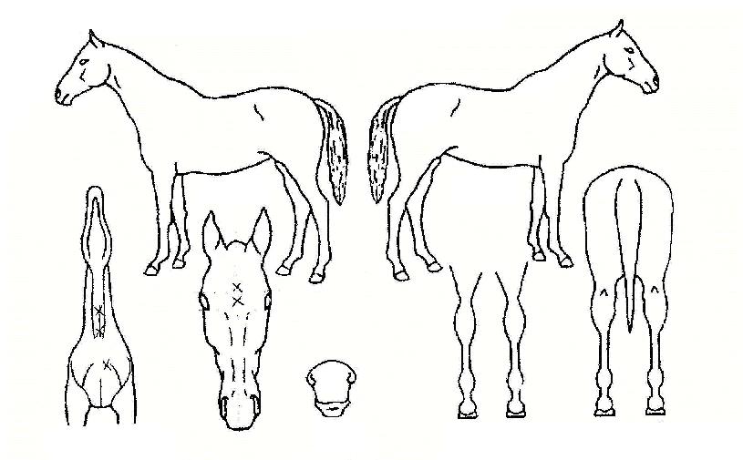 �������ʰ��� ����,���,�޸�,�λ�,�ٸ��� Ư¡����