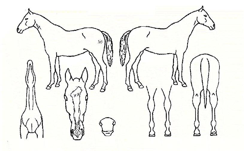 ������������ ����,���,�޸�,�λ�,�ٸ��� Ư¡����