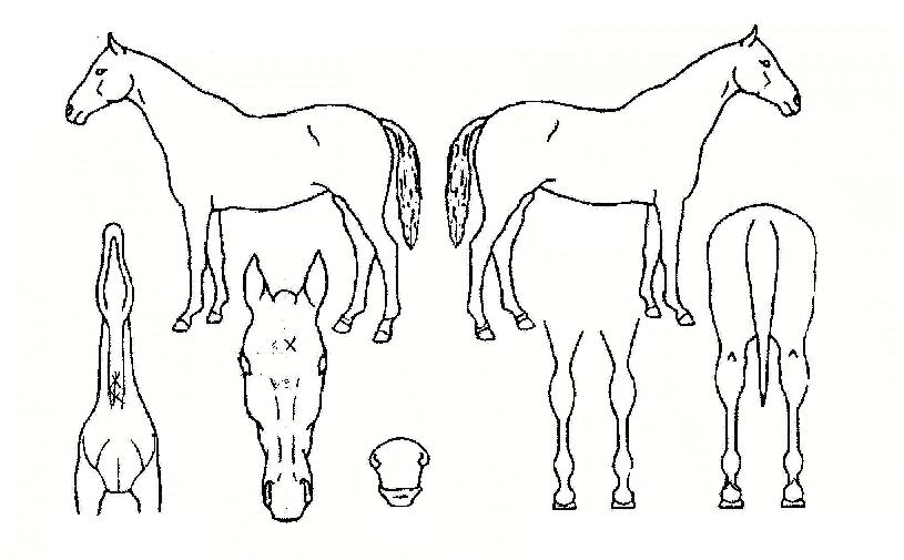 �ձ��� ����,���,�޸�,�λ�,�ٸ��� Ư¡����