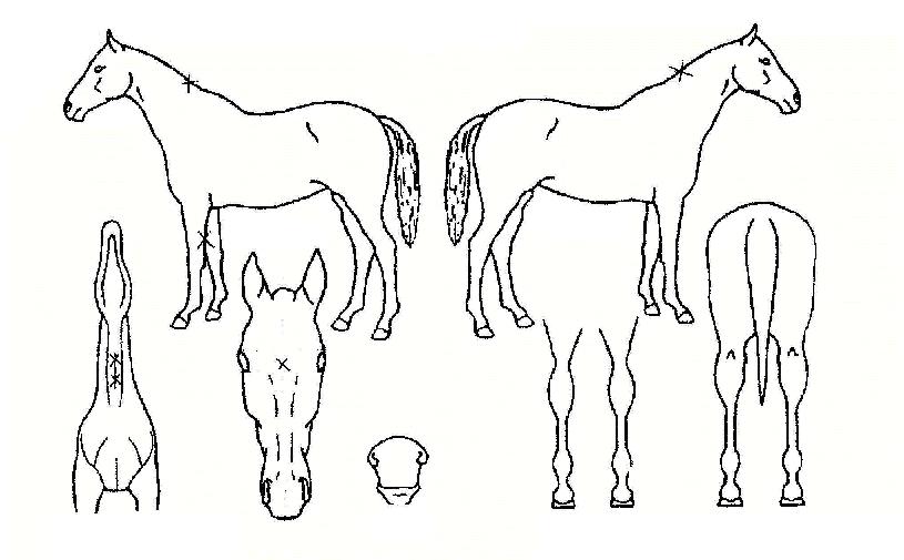 �ִ밭ȣ�� ����,���,�޸�,�λ�,�ٸ��� Ư¡����