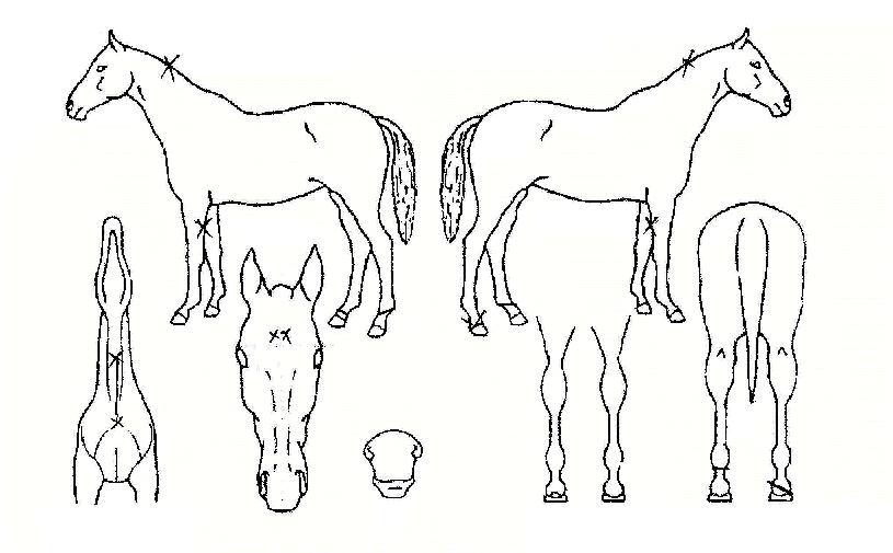 ���̹�Ʈ���� ����,���,�޸�,�λ�,�ٸ��� Ư¡����