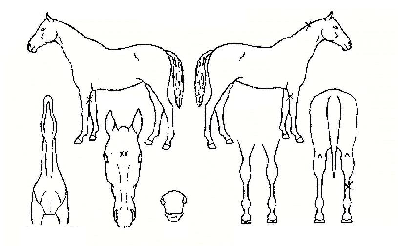 ÀÚÀ¯ÁöÁ¤ÀÇ Ãø¸é,¿ì¸é,µÞ¸é,µÎ»ó,´Ù¸®ÀÇ Æ¯Â¡µµÇØ