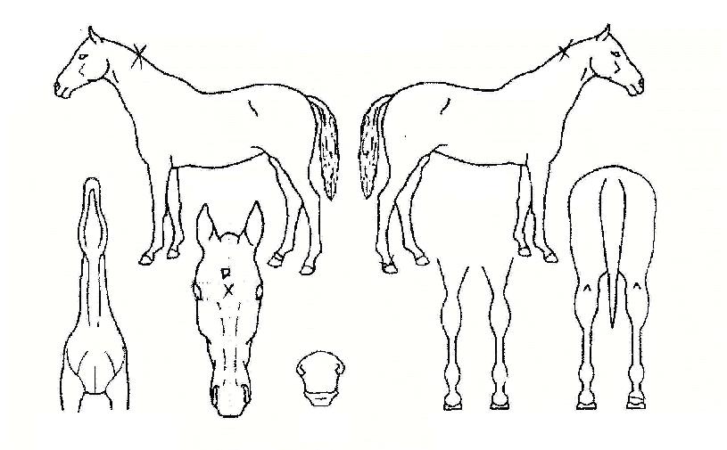 ��ҹ����� ����,���,�޸�,�λ�,�ٸ��� Ư¡����