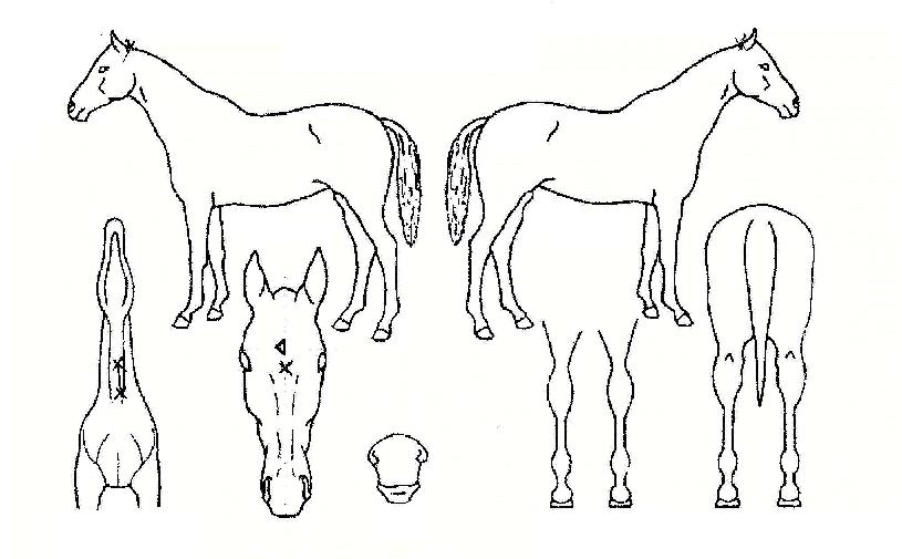 ¹«ÆÐÁ¤ÁøÀÇ Ãø¸é,¿ì¸é,µÞ¸é,µÎ»ó,´Ù¸®ÀÇ Æ¯Â¡µµÇØ