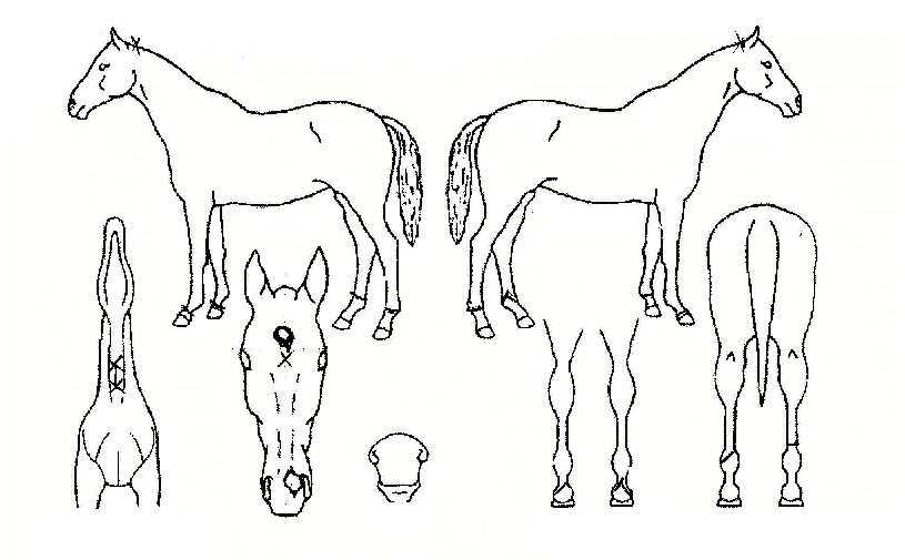 ���߼��� ����,���,�޸�,�λ�,�ٸ��� Ư¡����