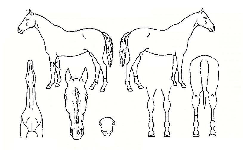 ���������� ����,���,�޸�,�λ�,�ٸ��� Ư¡����