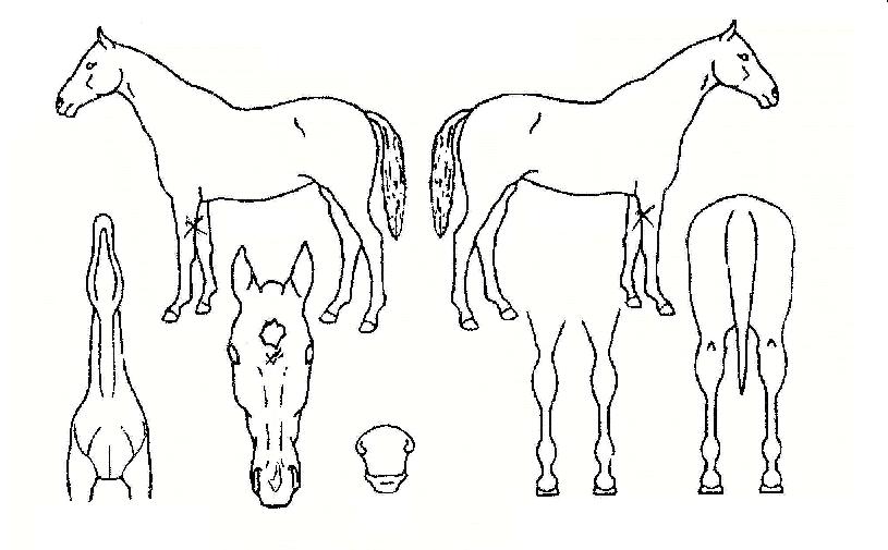 ġ���ڸ��� ����,���,�޸�,�λ�,�ٸ��� Ư¡����