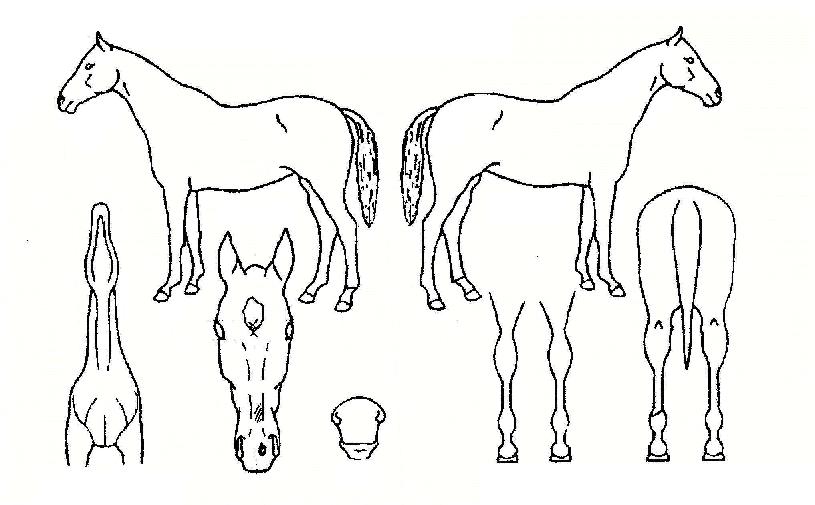 ���̴׷����� ����,���,�޸�,�λ�,�ٸ��� Ư¡����