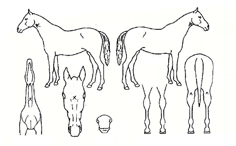 ��Ÿ���� ����,���,�޸�,�λ�,�ٸ��� Ư¡����