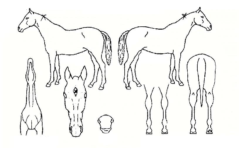 �������� ����,���,�޸�,�λ�,�ٸ��� Ư¡����