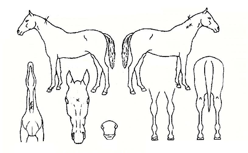 ÇØÇ³ÀÚ¸¶ÀÇ Ãø¸é,¿ì¸é,µÞ¸é,µÎ»ó,´Ù¸®ÀÇ Æ¯Â¡µµÇØ