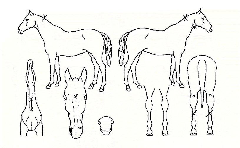 À¯µ¿ÀÇ Ãø¸é,¿ì¸é,µÞ¸é,µÎ»ó,´Ù¸®ÀÇ Æ¯Â¡µµÇØ