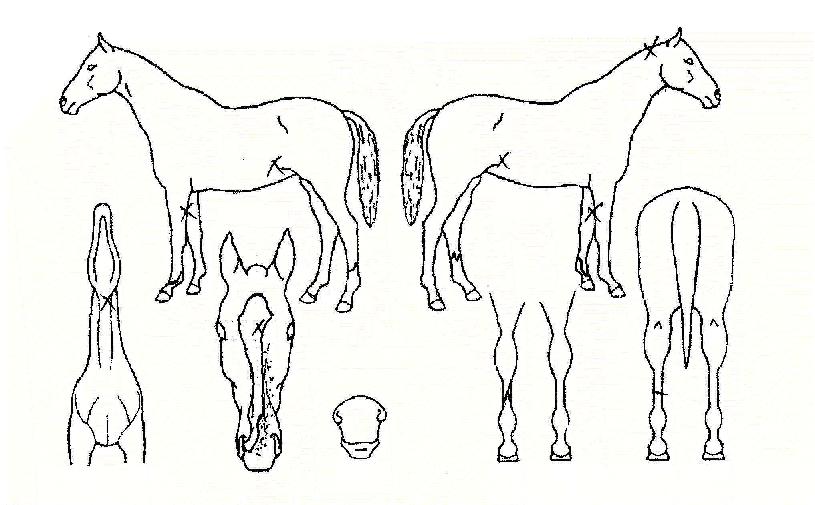 ���ݳ����� ����,���,�޸�,�λ�,�ٸ��� Ư¡����