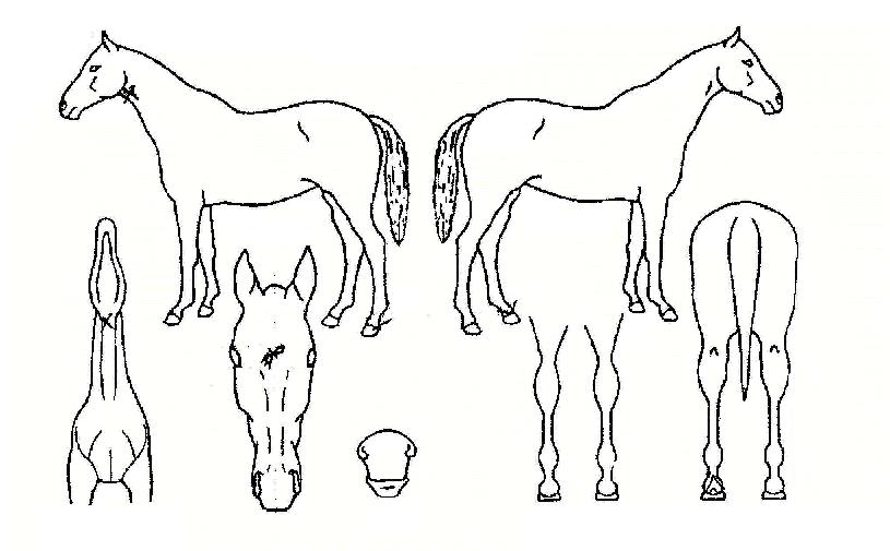 ÂüÇѾÆÀÌÀÇ Ãø¸é,¿ì¸é,µÞ¸é,µÎ»ó,´Ù¸®ÀÇ Æ¯Â¡µµÇØ